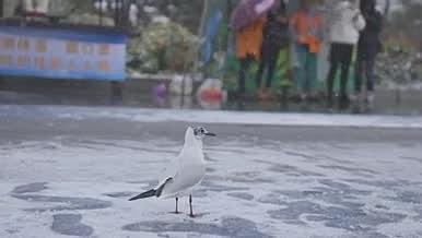 云南昆明滇池难得一见的雪景海鸥在雪中漫步视频的预览图